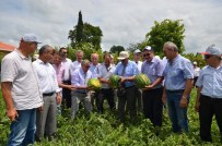 AHMET DURSUN - Bafra'da Karpuz Hasadı Etkinliği