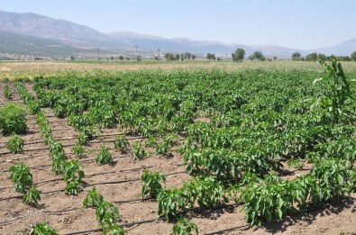 Denizli'de Ekili Tarlalarda Fare İstilası