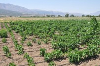 YASSıHÜYÜK - Denizli'de Ekili Tarlalarda Fare İstilası