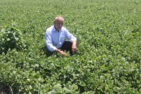 Fasulye Üreticisi Umutlu