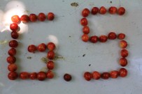 SULTANDAĞI - 'Galatasaray Kirazı' Dalında Kaldı