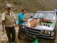 YABAN KEÇİSİ - Kaçak Avlanmaya Ceza