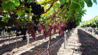 Sarıgöl'de Erken Üzüm Hasadı, Üreticiyi Sevindirdi