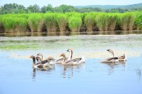 İĞNEADA - 'Trakya'nın İncisi' İğneada'da 'Çadır Turizmi'ne İlgi