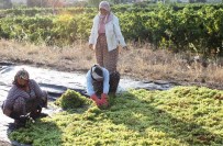 KEMAL İNAN - Alaşehir'de Üzüm İşçi Ücretlerine Yüzde 10 Zam