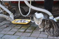 AYDıN ERDOĞAN - Balıkçının Önünde Bekleyen Kediler, Her Gün Ziyafet Çekiyor