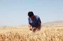BÜNYAMİN KUŞ - Deneme Ekimi Yapılan Buğday Çeşitleri Hasat Edildi