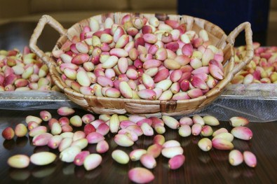Gaziantep'te Yılın İlk Antep Fıstığı Hasadı