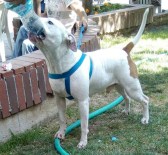 PİTBULL - İzmir'de Pitbull Dehşeti !