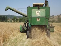 Kavak'ta Buğday Hasadı Başladı