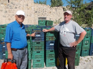 Niğde'de Vişne Hasadı Başladı