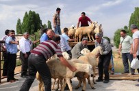 ET BALIK KURUMU - Van'da Çiftçilere Damızlık Koç Dağıtımı