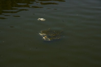 Akarçay'da Balık Ölümleri