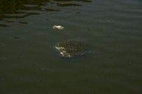 Akarçay'da Balık Ölümleri