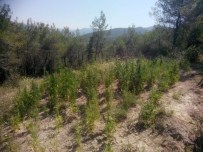 Bilecik'te Hint Keneviri Operasyonu