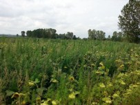 KARAHALIL - Kırklareli'de 120 Bin Kök Kenevir İmha Edildi