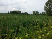 KARAHALIL - Kırklareli'nde Hint Keneviri Operasyonu