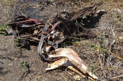 Kuyucak'ta Bulunan AT Uzuvları Halkı Tedirgin Etti