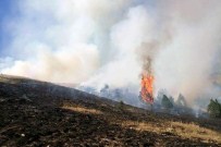 Şiran'da Çayır Yangını
