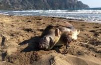 DENİZ KAPLUMBAĞALARI - Yeşil Deniz Kaplumbağası Ölü Bulundu