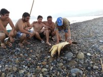 DOĞAL YAŞAM ALANI - Yolunu Şaşıran Caretta Vatandaşlar Tarafından Kurtarıldı