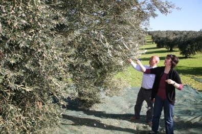 Zeytinciler Dünya İthalatçılarını Ağırlayacak