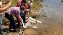 OLTA - Denizli'de Göletlere 25 Bin Aynalı Sazan Yavrusu Bırakıldı