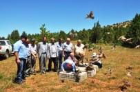 Giresun'da Keklikler Doğaya Salındı