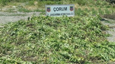 Jandarma'dan Şafak Operasyonu