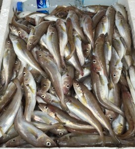 Karadeniz'de Mezgit Bereketi