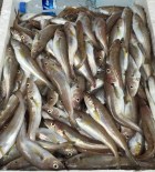 Karadeniz'de Mezgit Bereketi