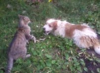 SÜTLÜCE - Kedi Ve Köpeğin Seyirlik Oyunu