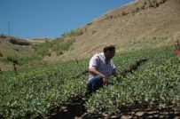 ORGANİK SEBZE - Siirt'in İkinci Büyük Serası Kuruluyor