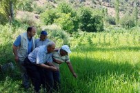 HASTALIK BELİRTİSİ - Tosya Pirinci Hastalık Tehlikesi İle Karşı Karşıya