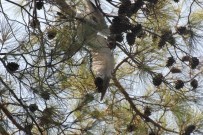 AKUT'tan Martı Operasyonu