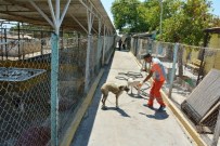 SOKAK KÖPEKLERİ - Ayvalık Belediyesi'nden Sokak Köpeklerine Şefkat Eli