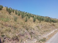 Kocaeli'de 45 Bin Zeytin Fidanı Dikildi