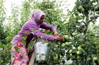 Bursa'da Armut Hasadı Başladı
