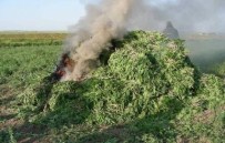 Aydın'da Uyuşturucu Operasyonu