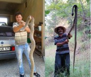 YALIN - Bu Yılanlar Antalya'da Yakalandı