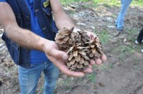 Eskişehir'de Orman Gençleştirme Çalışması