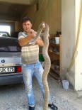 YALIN - Gazipaşa'da Devasa Yılanlar Korkutuyor