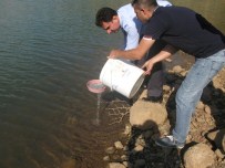 Gölet Ve Akarsulara Yavru Sazan Bırakıldı
