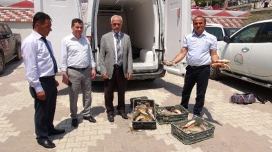 Yozgat'ta Kural Dışı Yakalanan 400 Kilo Balığa El Konuldu