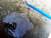 ELBAŞı - 265 Bin Sazan Yavrusu Göletlere Bırakıldı