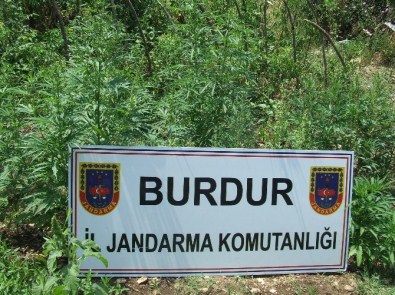 Burdur'da Hint Keneviri Operasyonu