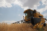 Hububat Üreticisinde Rekolte Sevinci