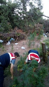 Kocaeli'de Kenevir Tarlasına Operasyon Açıklaması 5 Gözaltı