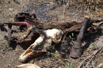 ET ÜRÜNLERİ - Nazilli Kaymakamı Okur'dan AT ETİ Açıklaması