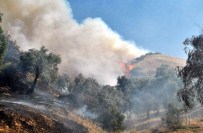 DALAMA - Aydın'da Yangın